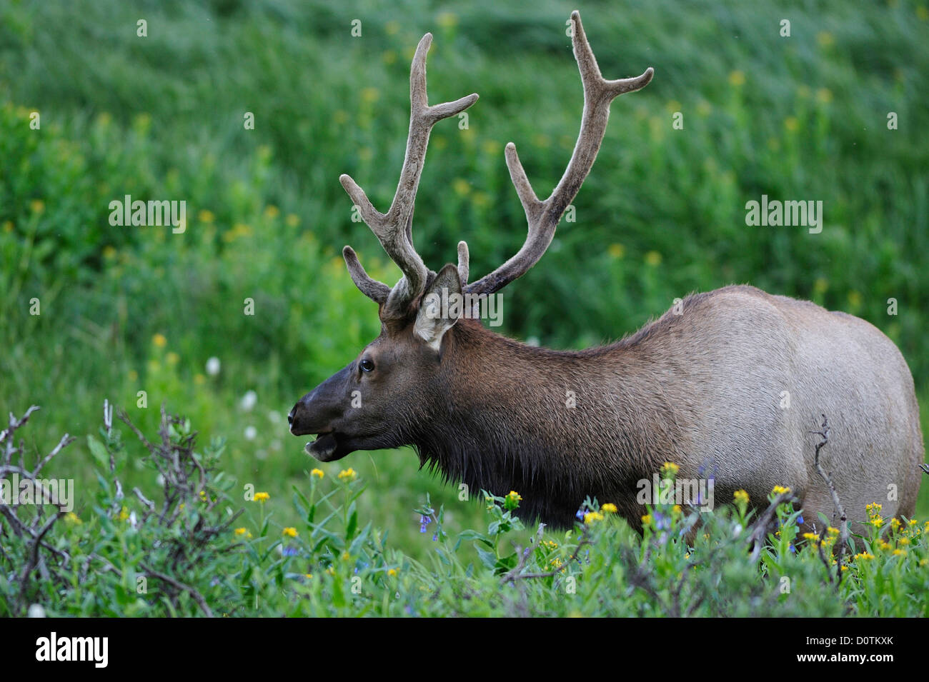 Elk, animale, Alces alces, pascoli, alci, Poudre Lago, Rocky Mountain National Park, COLORADO, Stati Uniti d'America, Stati Uniti, America, né Foto Stock