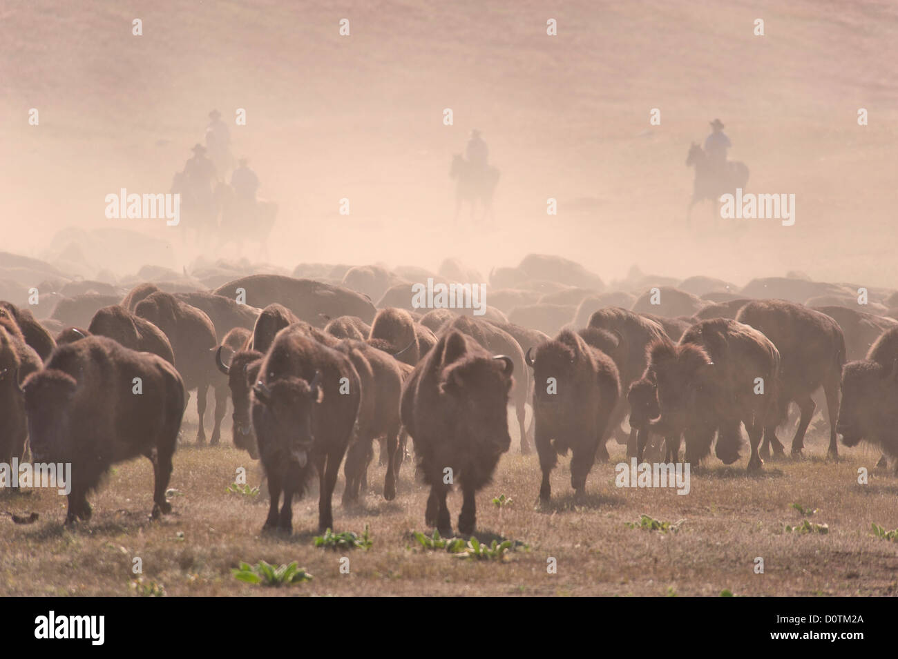 Bison, bos bison, Buffalo, allevamento, fogliame, autunno autunno, Stampede, polvere, prateria, prati, Great Plains, Custer, Parco Statale, egli Foto Stock