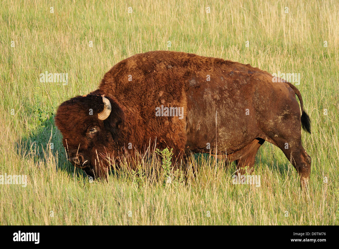 Bison, Bos bison, bisonti americani, Buffalo, prati, Badlands, Parco Nazionale, Great Plains, Dakota del Sud, Stati Uniti, Stati Uniti, Foto Stock