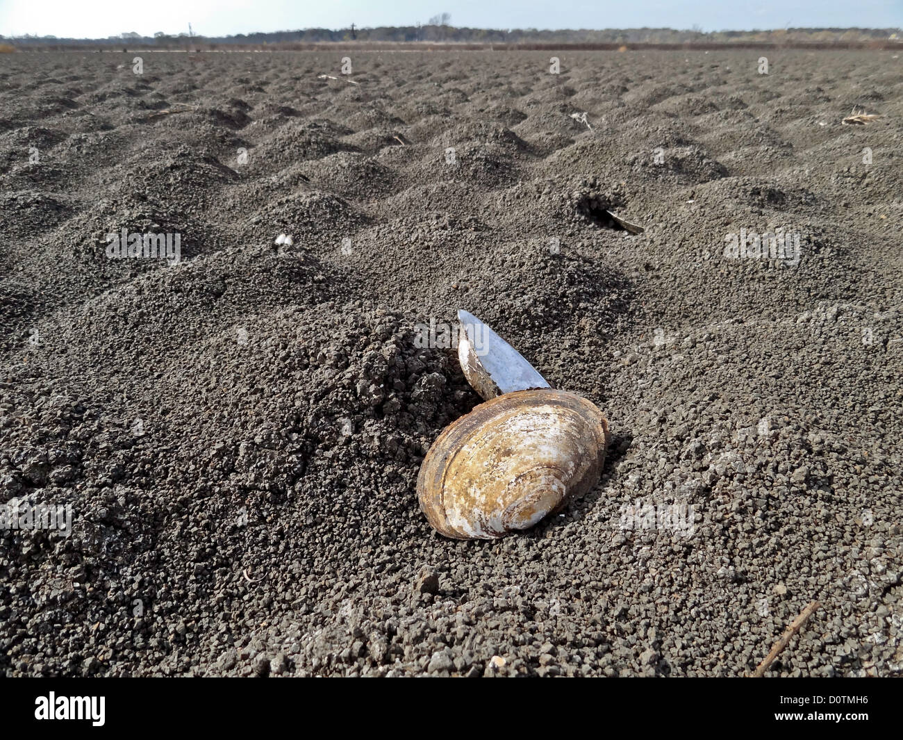 Asciugata, siccità, letto asciutto, acqua dolce, Hagerman, nazionale, la fauna selvatica, rifugio, fondo del lago, lago Texoma, sabbia, mare, conchiglie, seash Foto Stock