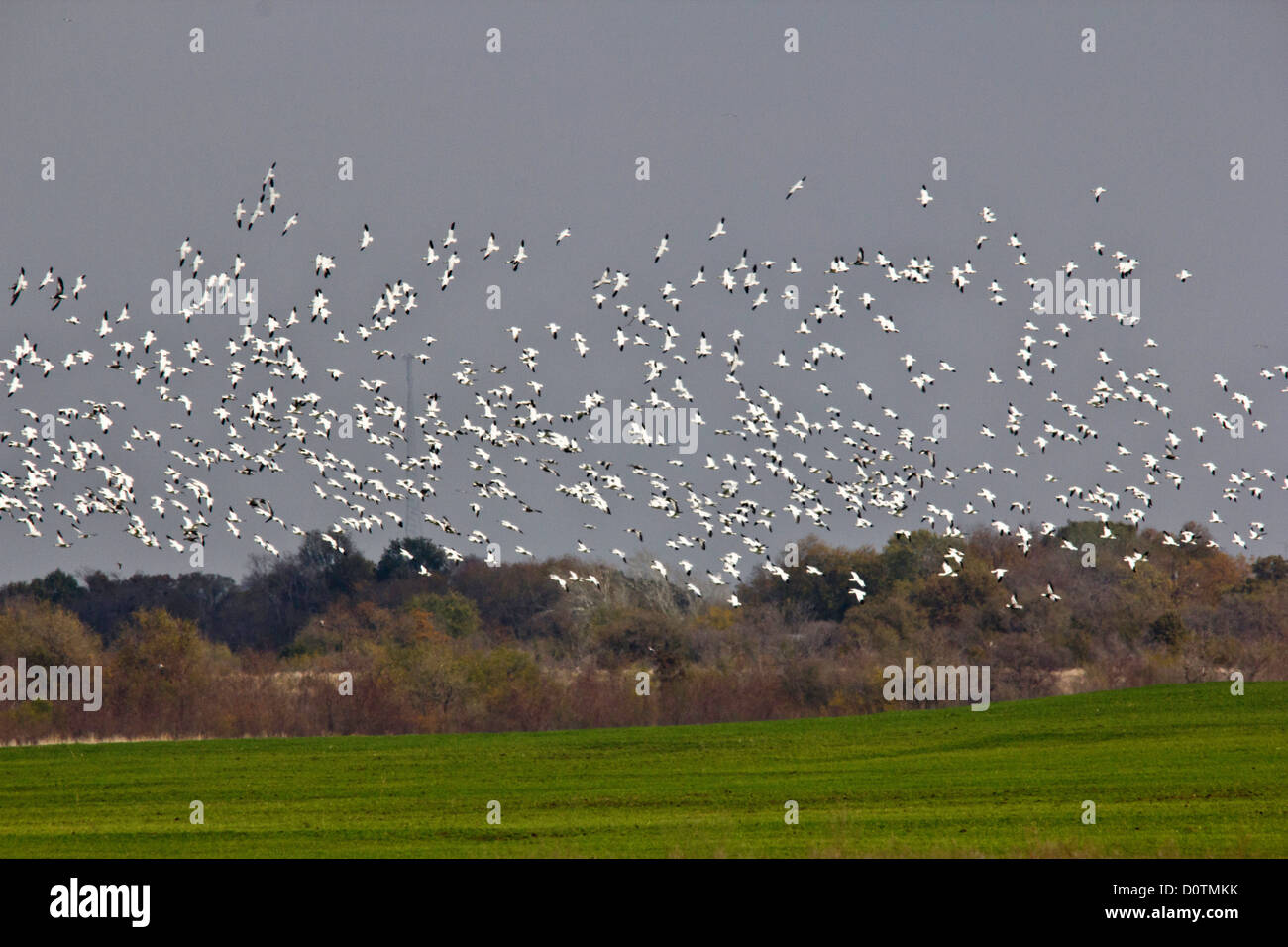 Hagerman, nazionale, la fauna selvatica, rifugio, Lago Texoma, neve, Oca Goose, oche, Texas, TX, Stati Uniti d'America, Stati Uniti, America, oca bianca Foto Stock