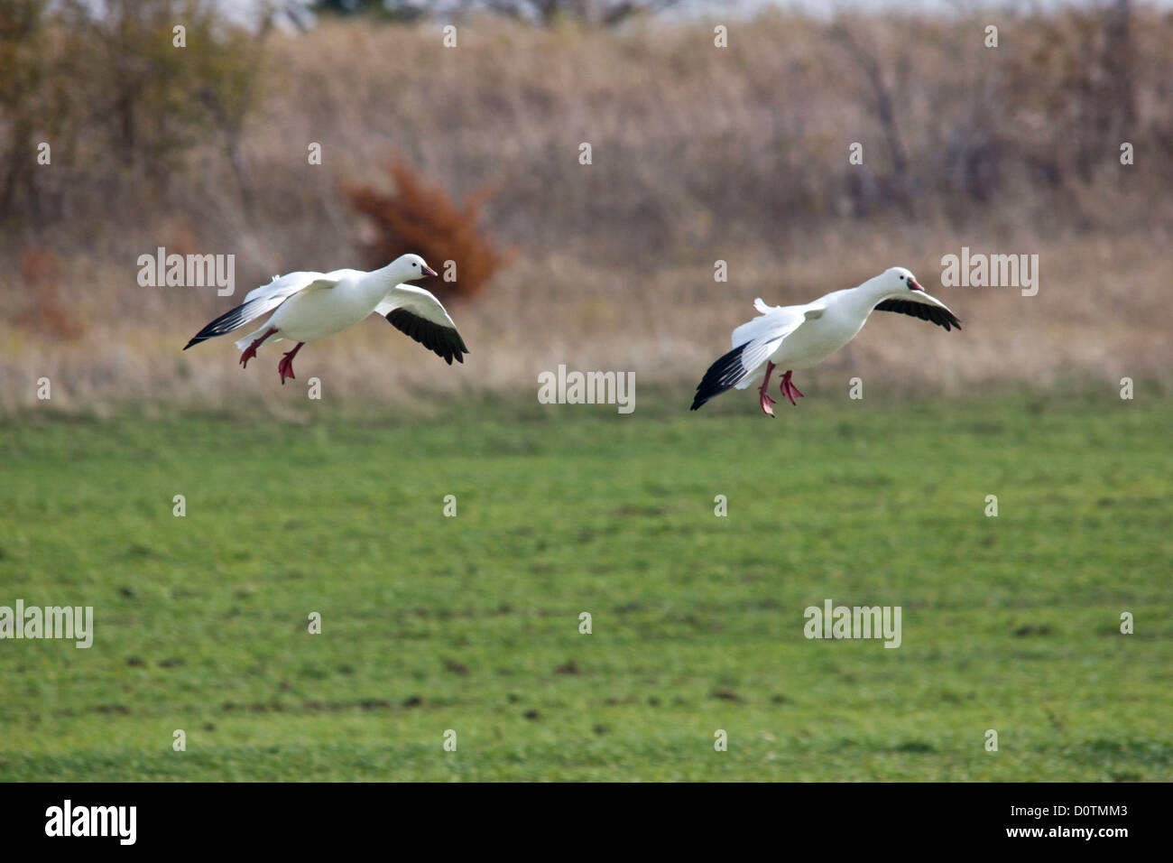 Hagerman, nazionale, la fauna selvatica, rifugio, Lago Texoma, neve, Oca Goose, oche, Texas, TX, Stati Uniti d'America, Stati Uniti, America, oca bianca Foto Stock