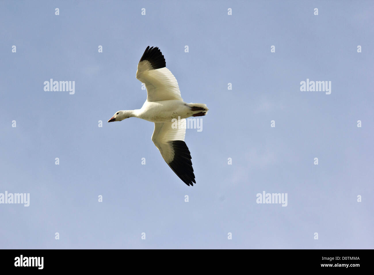 Hagerman, nazionale, la fauna selvatica, rifugio, Lago Texoma, neve, Oca Goose, oche, Texas, TX, Stati Uniti d'America, Stati Uniti, America, oca bianca Foto Stock