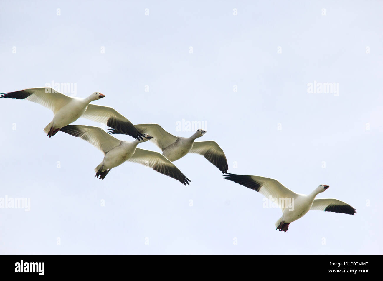 Hagerman, nazionale, la fauna selvatica, rifugio, Lago Texoma, neve, Oca Goose, oche, Texas, TX, Stati Uniti d'America, Stati Uniti, America, oca bianca Foto Stock