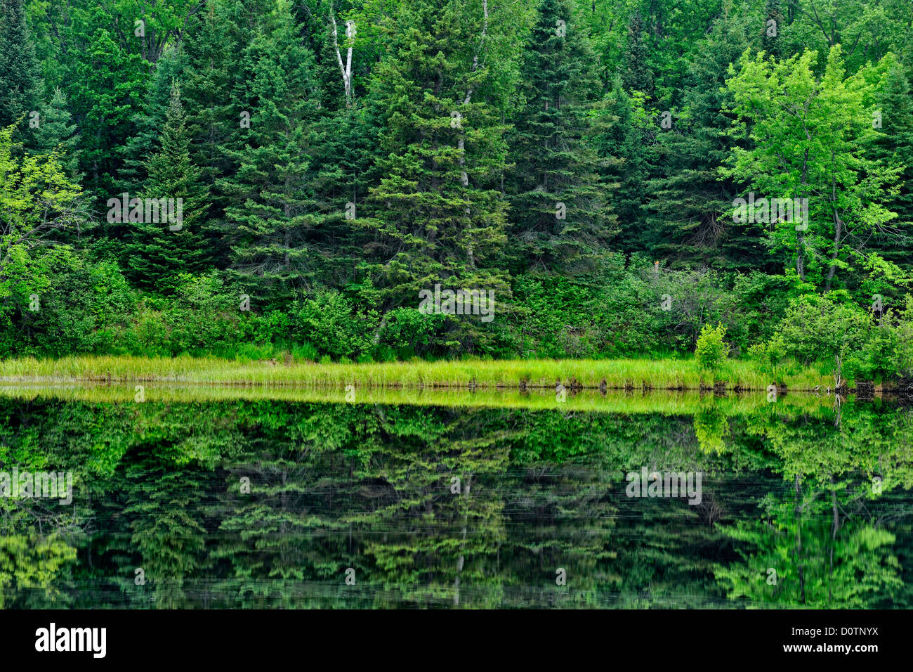 Estate fogliame lungo il fiume spagnolo, Nairn Centre, Ontario, Canada Foto Stock