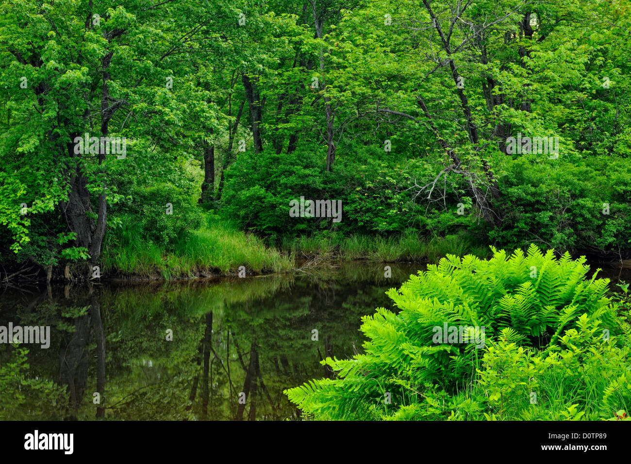 Estate fogliame lungo il fiume spagnolo, Nairn Centre, Ontario, Canada Foto Stock
