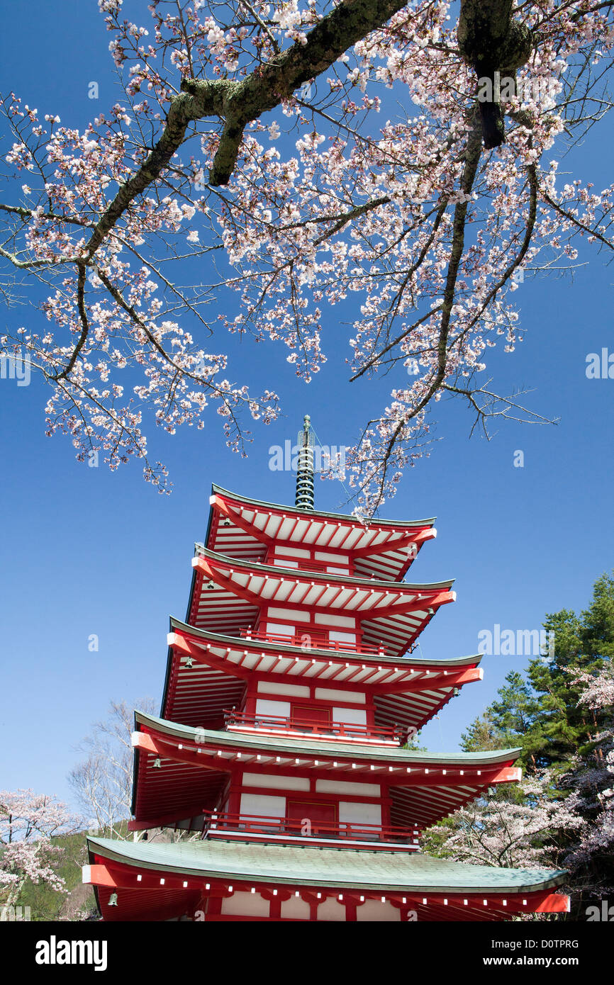 Giappone, Asia, vacanze, viaggi, fiori di ciliegio, Pagoda, Arakura, Sengen, Santuario, tempio, paesaggio, montagna, neve, molla, volca Foto Stock Giappone, Asia, vacanze, viaggi, fiori di ciliegio, Pagoda, Arakura, Sengen, Santuario, tempio, paesaggio, montagna, neve, molla, volca Foto Stock