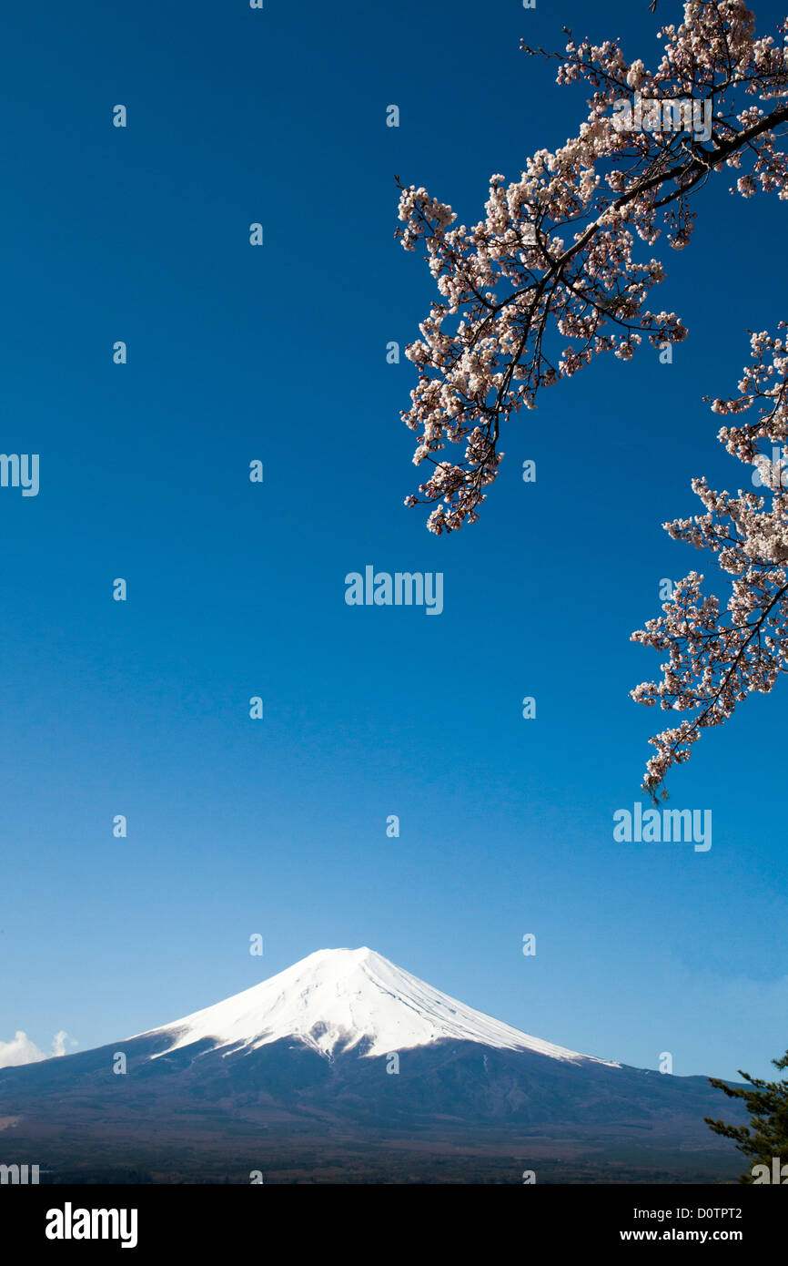 Giappone, Asia, vacanze, viaggi, fiori di ciliegio, Fuji, il Monte Fuji, Fujiyama, paesaggio, montagna, neve, molla, vulcano Foto Stock Giappone, Asia, vacanze, viaggi, fiori di ciliegio, Fuji, il Monte Fuji, Fujiyama, paesaggio, montagna, neve, molla, vulcano Foto Stock