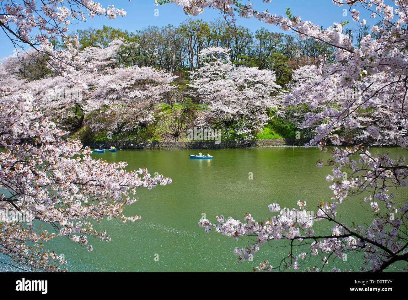 Giappone, Asia, vacanze, viaggi, Tokyo, Città, fiori di ciliegio, Chidorigafuchi, downtown, fiori, Giapponese, parco, stagno, molla Foto Stock Giappone, Asia, vacanze, viaggi, Tokyo, Città, fiori di ciliegio, Chidorigafuchi, downtown, fiori, Giapponese, parco, stagno, molla Foto Stock