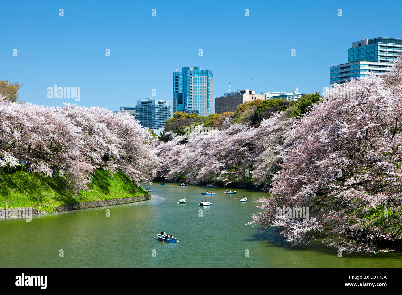 Giappone, Asia, vacanze, viaggi, Tokyo, Città, fiori di ciliegio, Chidorigafuchi, downtown, fiori, Giapponese, parco, stagno, molla Foto Stock Giappone, Asia, vacanze, viaggi, Tokyo, Città, fiori di ciliegio, Chidorigafuchi, downtown, fiori, Giapponese, parco, stagno, molla Foto Stock