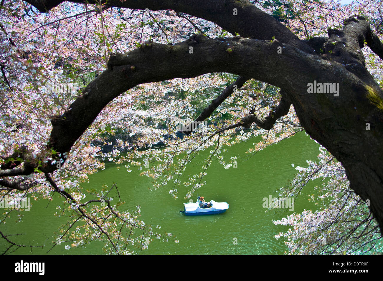 Giappone, Asia, vacanze, viaggi, Tokyo, Città, fiori di ciliegio, Chidorigafuchi, downtown, fiori, Giapponese, parco, stagno, molla Foto Stock Giappone, Asia, vacanze, viaggi, Tokyo, Città, fiori di ciliegio, Chidorigafuchi, downtown, fiori, Giapponese, parco, stagno, molla Foto Stock