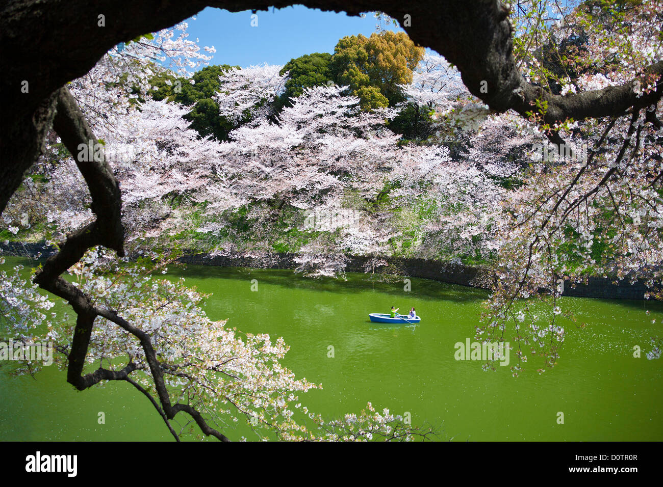 Giappone, Asia, vacanze, viaggi, Tokyo, Città, fiori di ciliegio, Chidorigafuchi, downtown, fiori, Giapponese, parco, stagno, molla Foto Stock Giappone, Asia, vacanze, viaggi, Tokyo, Città, fiori di ciliegio, Chidorigafuchi, downtown, fiori, Giapponese, parco, stagno, molla Foto Stock