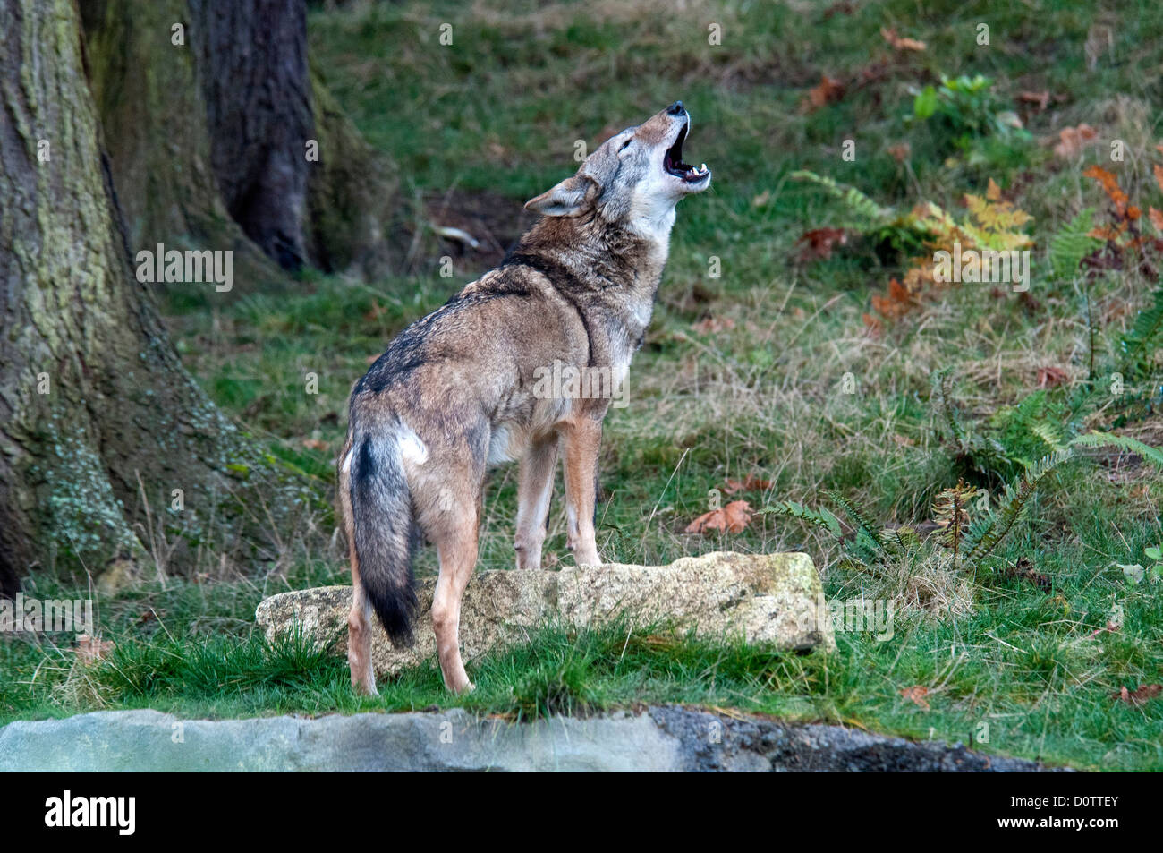 Il lupo rosso, canis rufus, specie in via di estinzione, lupo, animale, STATI UNITI D'AMERICA, Stati Uniti, America, foresta Foto Stock