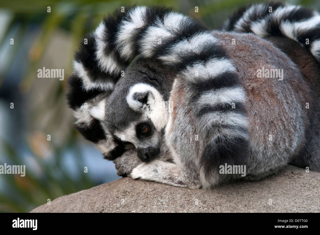 Ringtail, lemuri, lemuri catta, lemuri, animale, STATI UNITI D'AMERICA, Stati Uniti, America, pietra Foto Stock