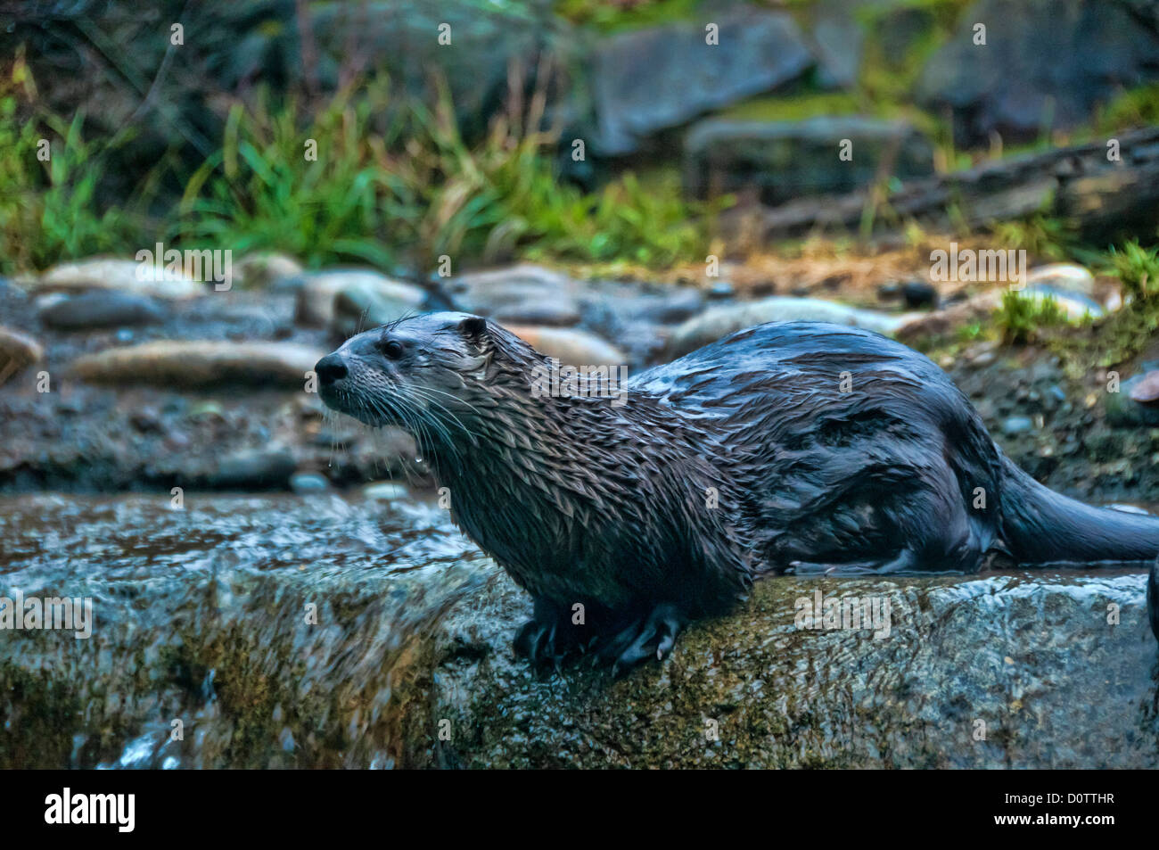 Lontra di fiume, Lutra canadensis, Otter, animale, STATI UNITI D'AMERICA, Stati Uniti, America, Foto Stock
