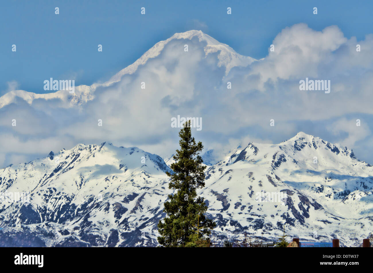 Mt. McKinley, lato sud, vista, Alaska, Stati Uniti d'America, Stati Uniti, America, montagna, neve, struttura ad albero Foto Stock