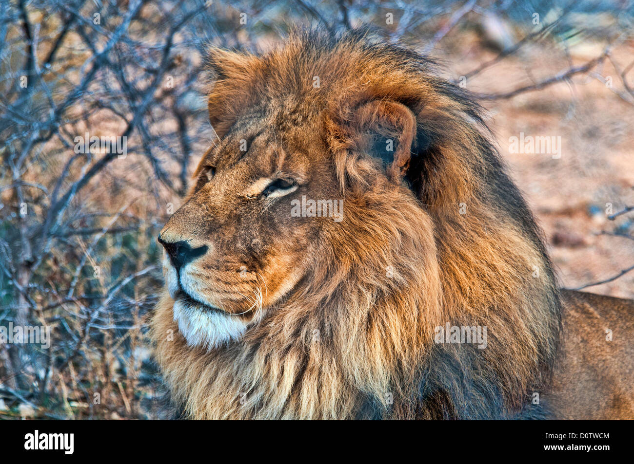 Lion, ritratto, STATI UNITI D'AMERICA, Vereinigte Staaten, Amerika, panthera leone, animale, maschio Foto Stock