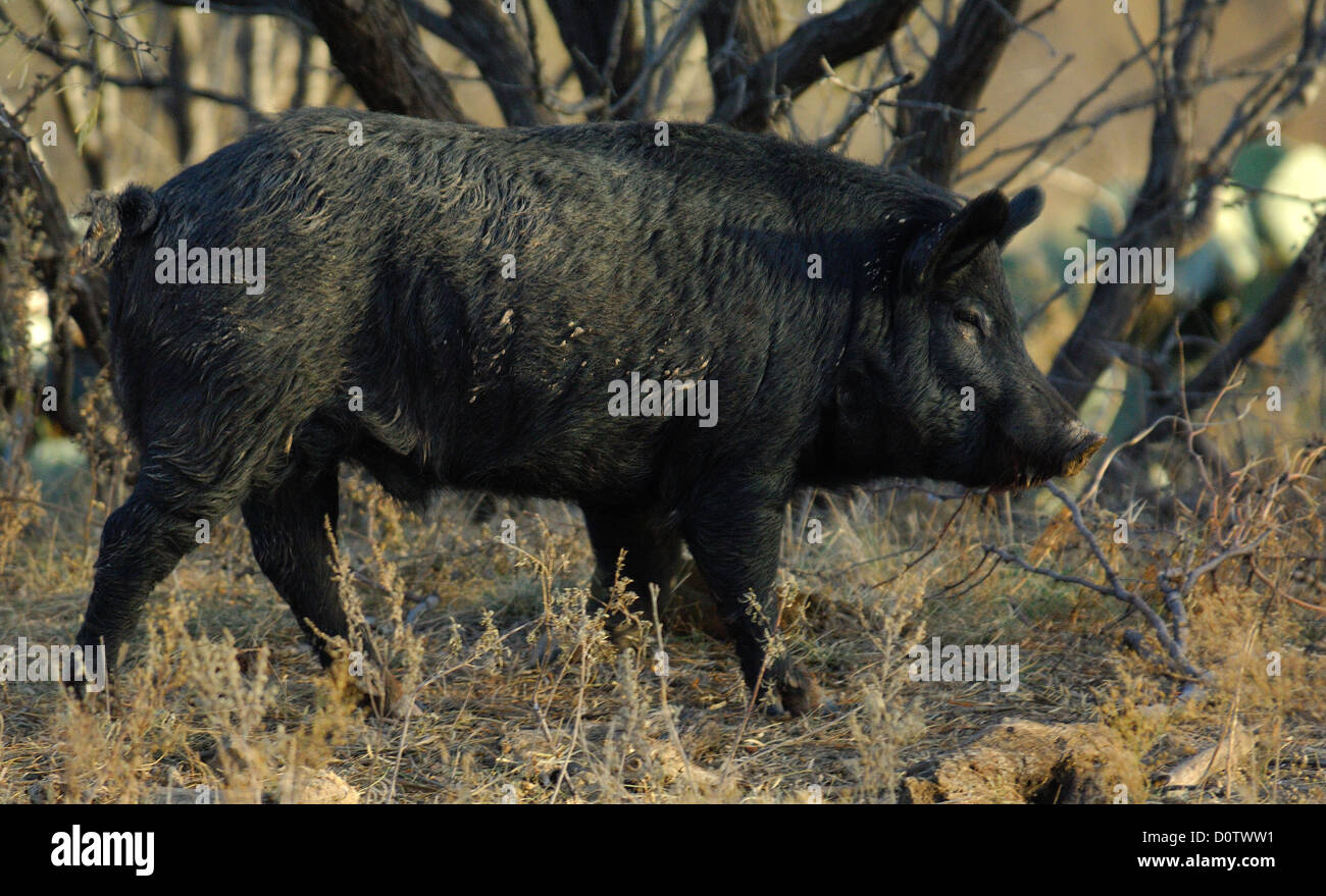 Il cinghiale (porco selvatici) vicino a Albany Texas Foto Stock
