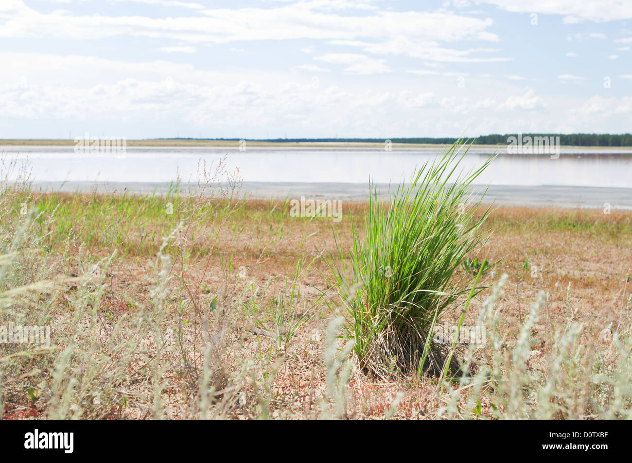 Scarsa vegetazione sulla prosciugato Lago Foto Stock