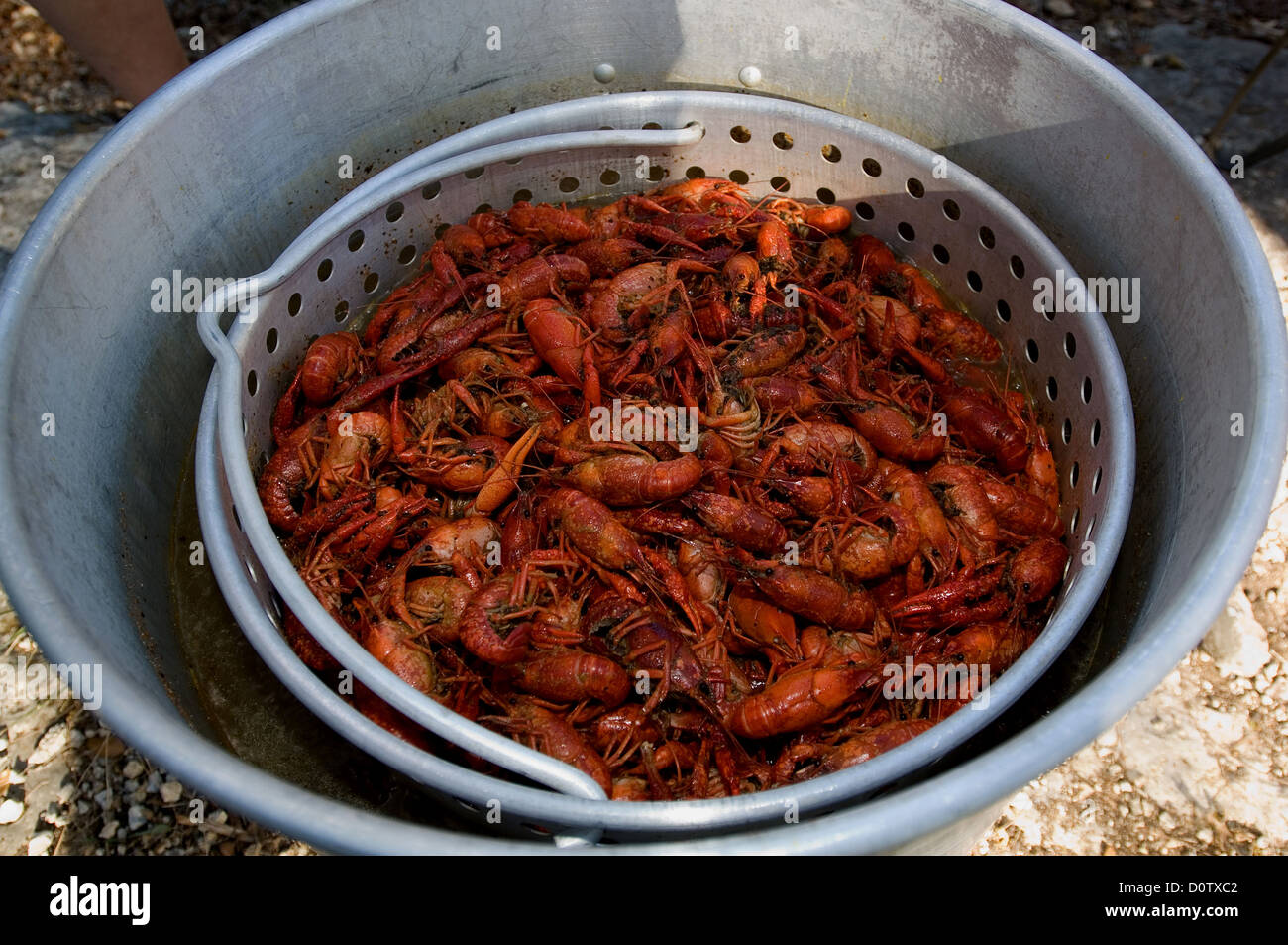 Cajun di aragosta bollita in una pentola Foto Stock