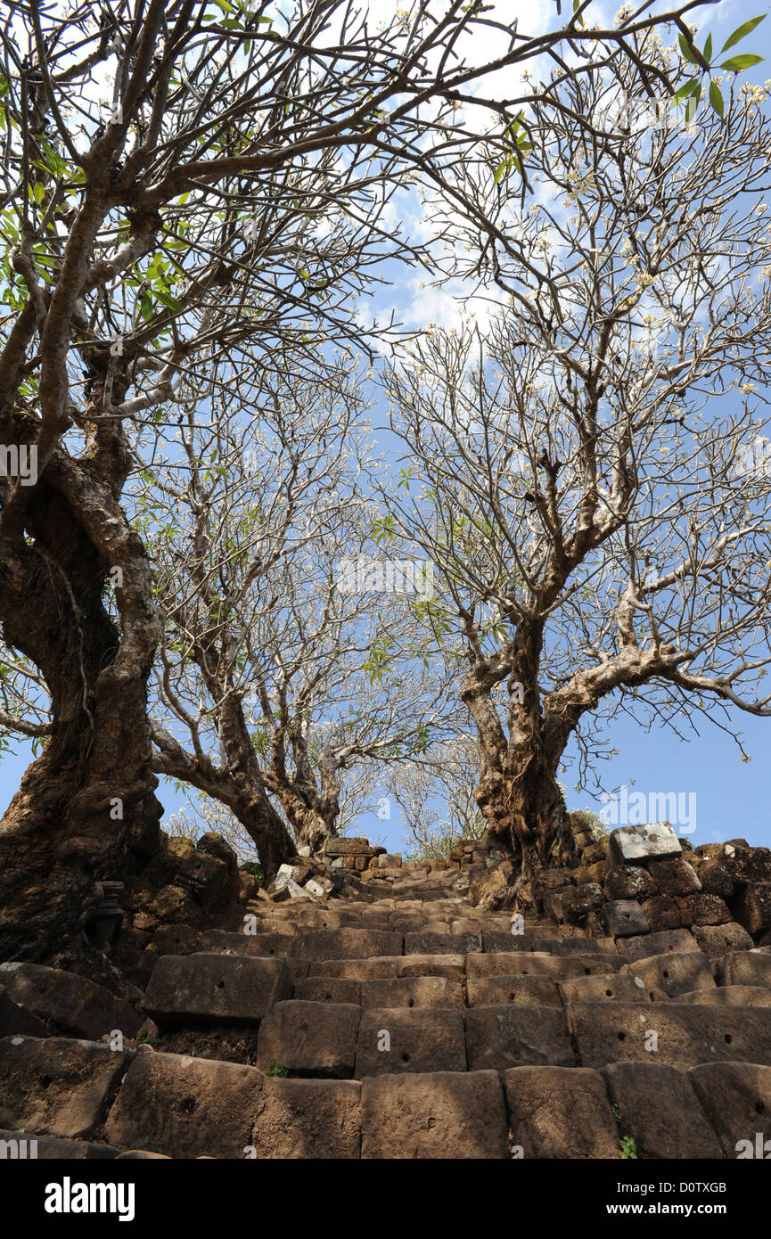 Laos, Asia, Champasak, storico, archeologia, alberi, stair, Khmer Foto Stock
