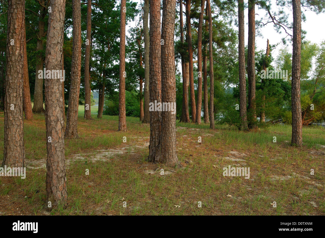 Alberi di pino in Angelina National Forest nel Texas orientale Foto Stock