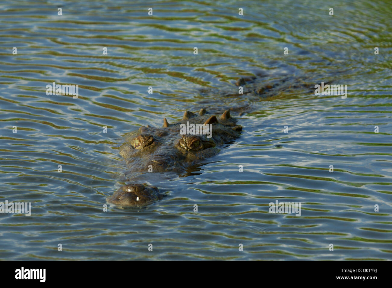 Coccodrillo americano (Crocodylus acutus) sul Rio Tarcoles, Costa Rica Foto Stock