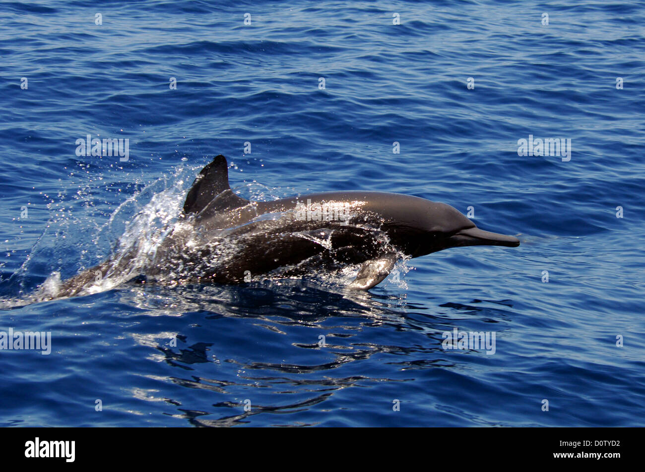 I delfini jumping vicino a Los Suenos Costa Rica Foto Stock
