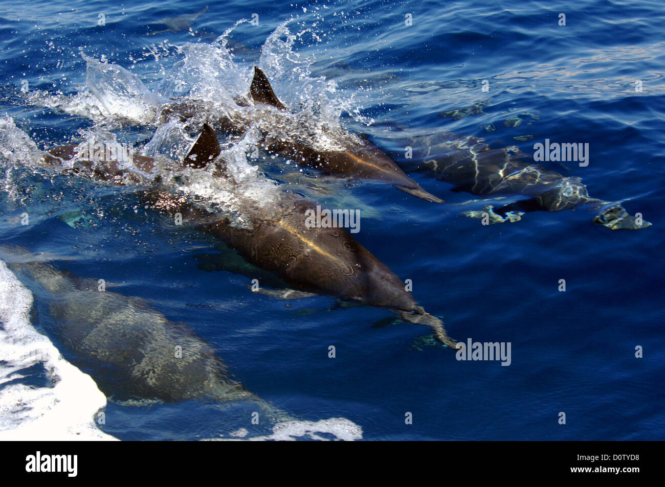 I delfini jumping vicino a Los Suenos Costa Rica Foto Stock