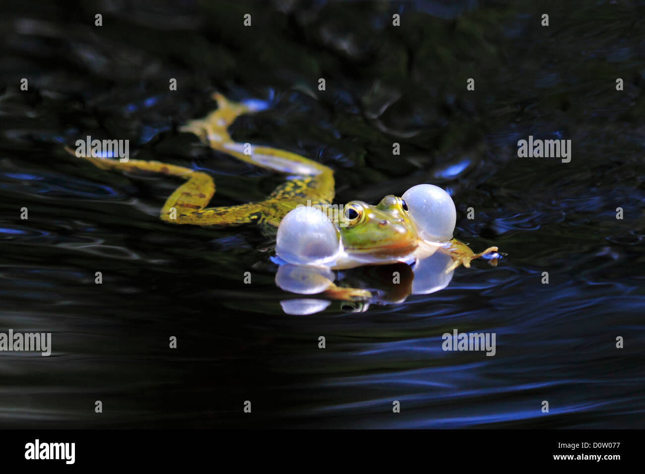 1, rana, molla, maschi, chiamata accoppiamento, accoppiamento stagione, ritratto, gracchia, Rana esculenta, chiamata, vocal sac, Svizzera, Seleger mo Foto Stock
