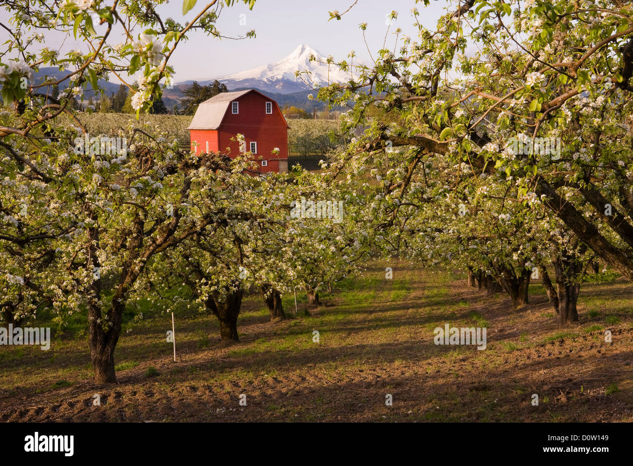 Apple, mele, frutteti, Columbia River Gorge, Hood River, Oregon, Stati Uniti d'America, Stati Uniti, America, fiorisce, blumi, righe, Mt. Hoo Foto Stock