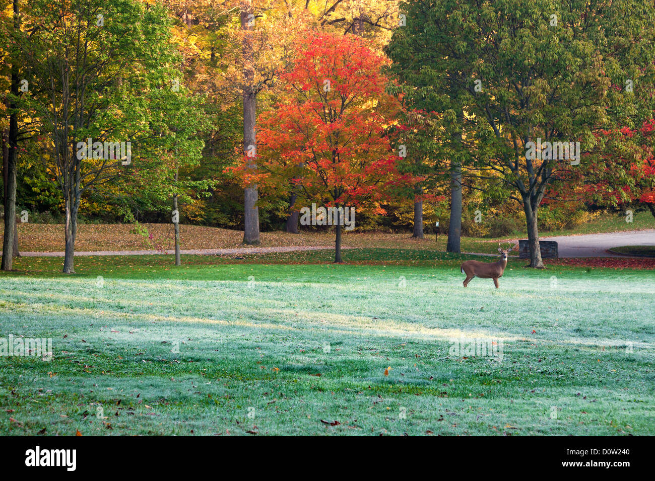 Cervi nel colorato parco Foto Stock