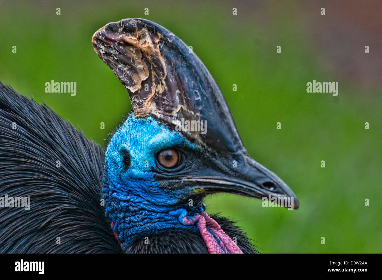 Fare doppio wattled, casuario, casuario, uccelli, animali casuarius casuarius Foto Stock
