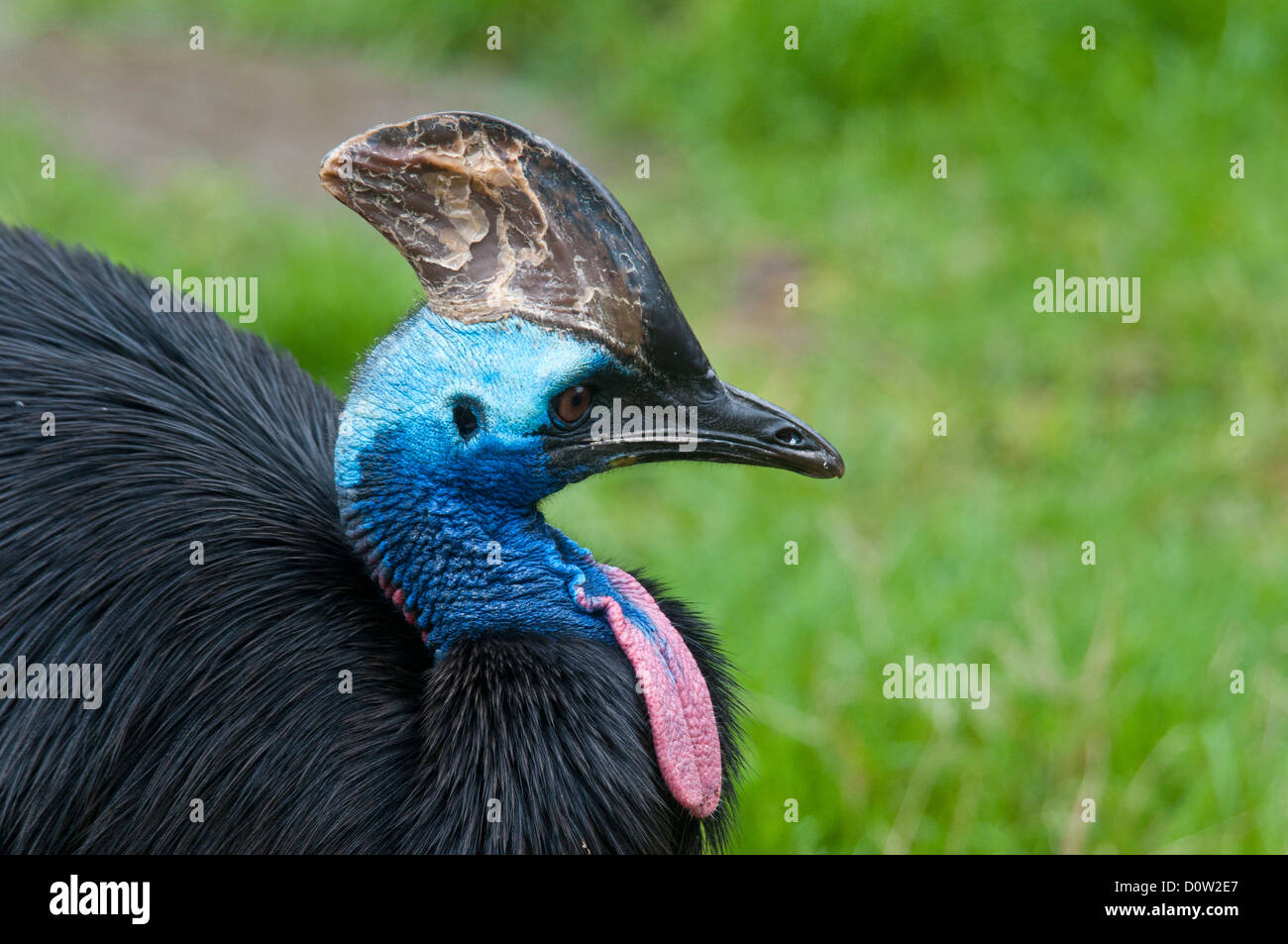 Fare doppio wattled, casuario, casuario, uccelli, animali casuarius casuarius Foto Stock