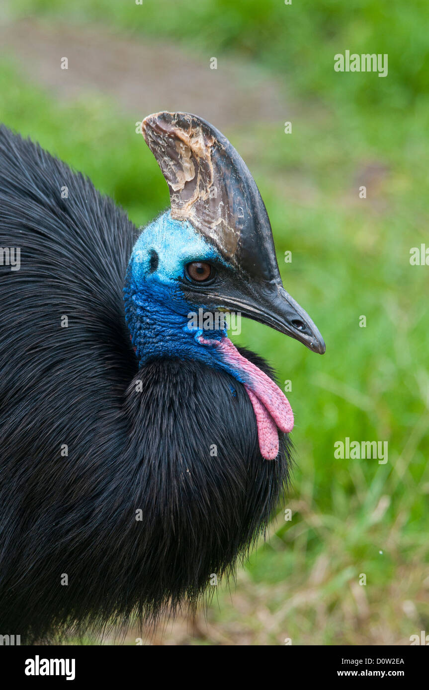 Fare doppio wattled, casuario, casuario, uccelli, animali casuarius casuarius Foto Stock