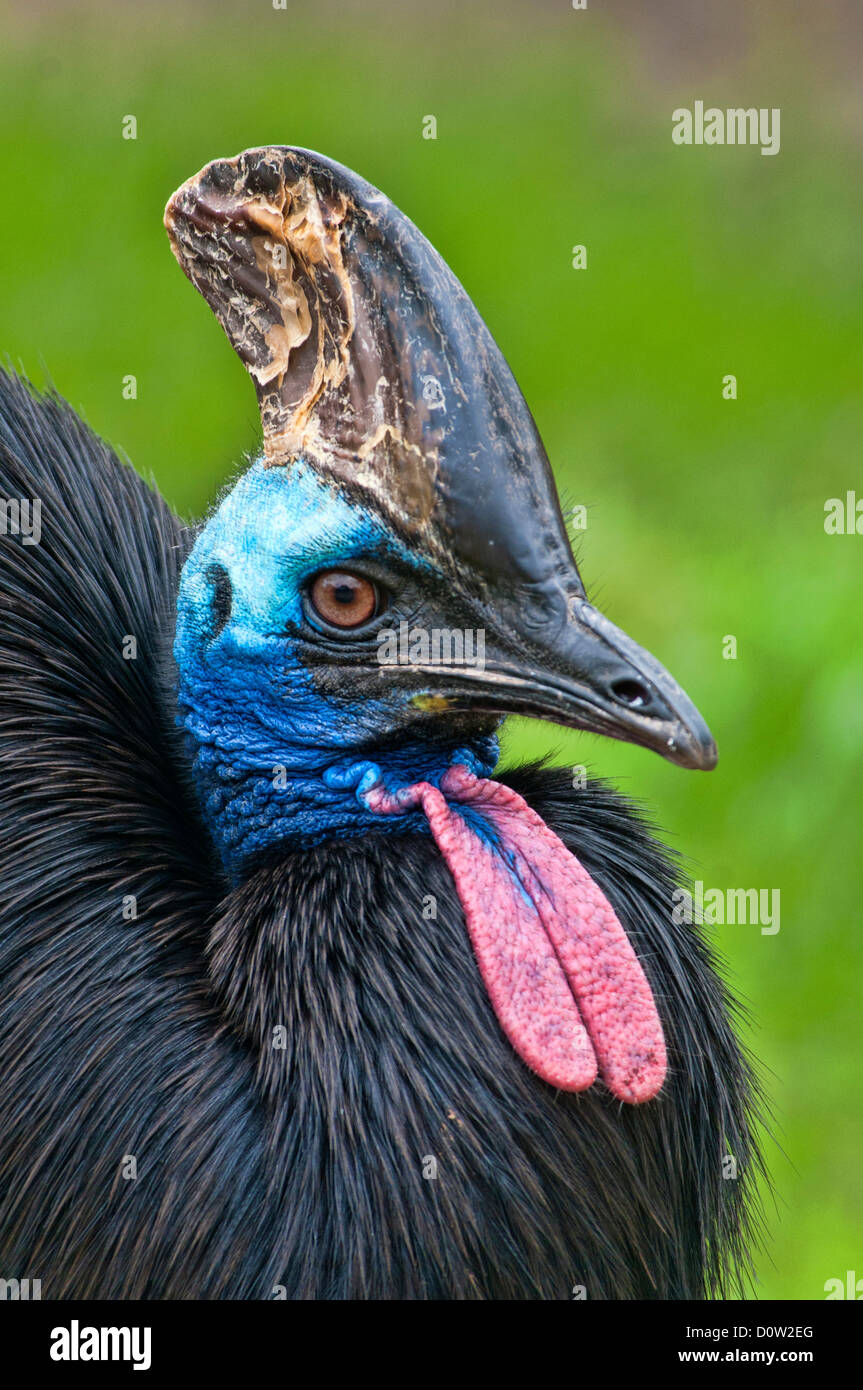 Fare doppio wattled, casuario, casuario, uccelli, animali casuarius casuarius Foto Stock