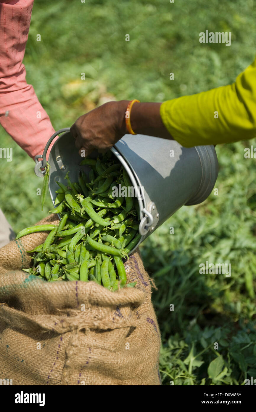 Close-up di una donna di riempimento a mano di piselli verdi in un sacco, Farrukh Nagar, Gurgaon, Haryana, India Foto Stock