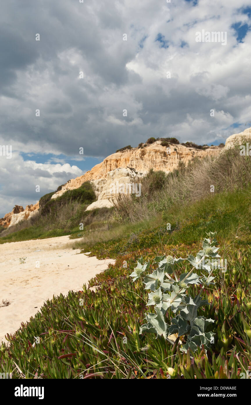 Mare holly - Eryngium maritimum - circondato da ghiaccio invasiva impianto, dune della spiaggia di Gale, comporta, Portogallo Foto Stock