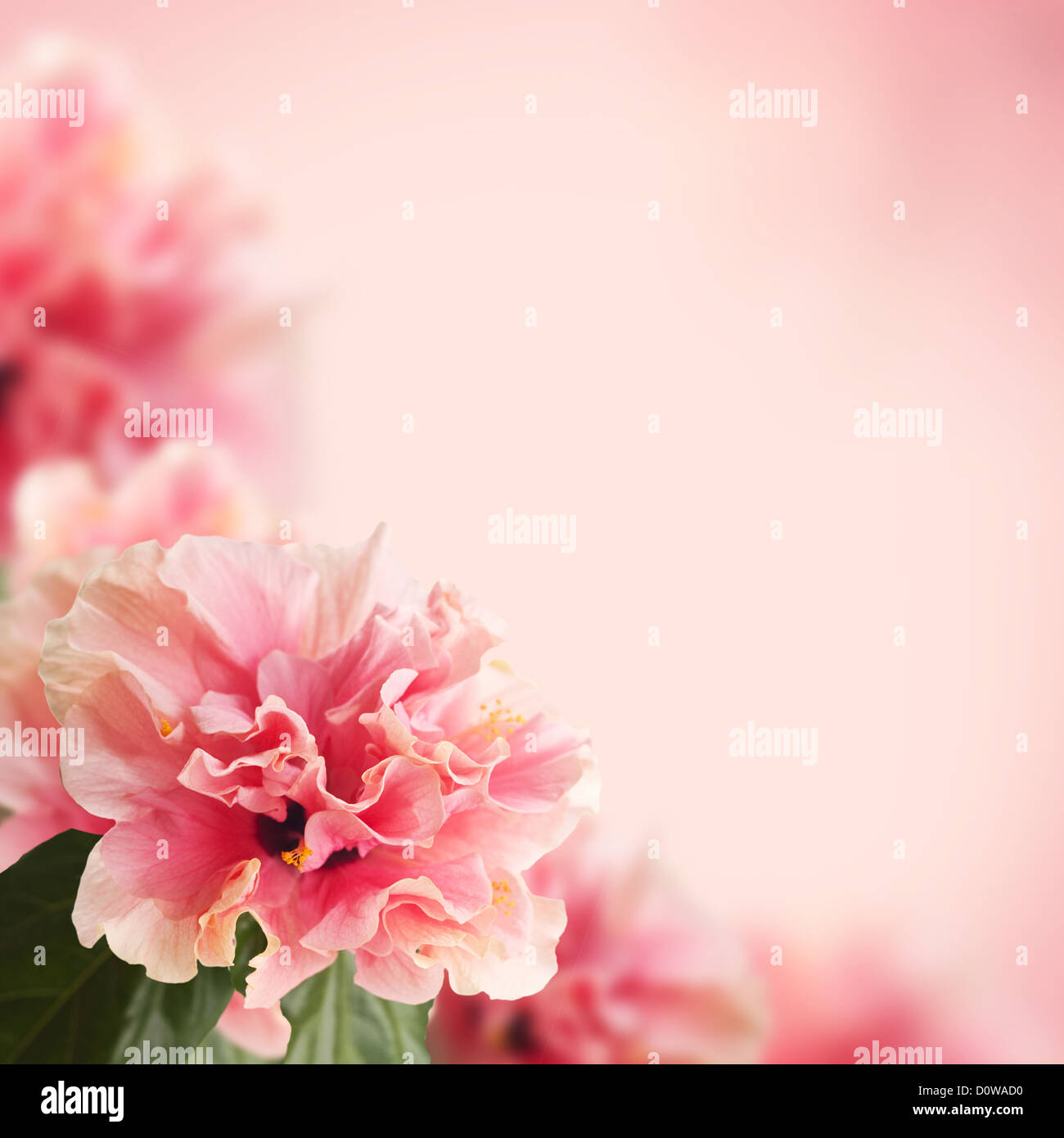 I fiori di ibisco Foto Stock