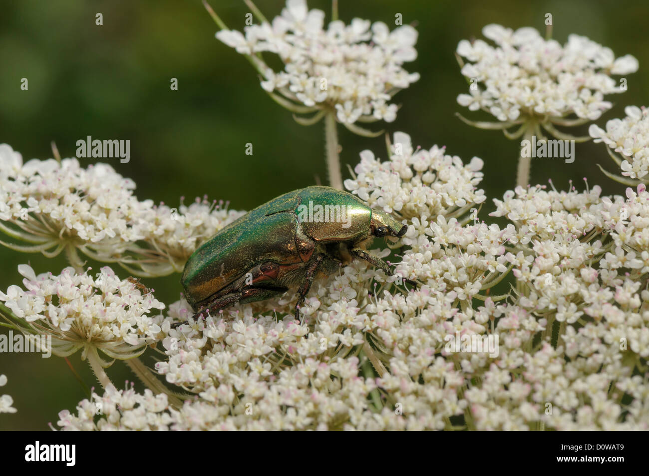 Goldglänzender Rosenkäfer, Cetonia aurata, Rose Chafer Foto Stock