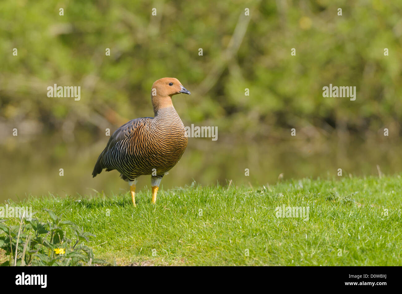 Weibliche Magellangans, Chloephaga picta, femmina oca montane Foto Stock