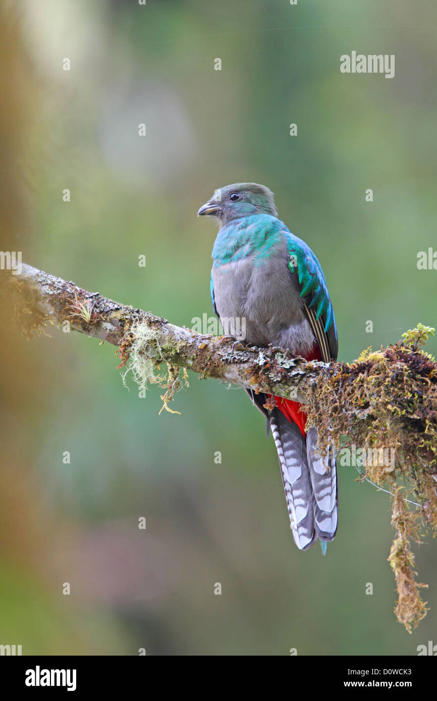 Femmina Quetzal splendente Pharomachrus mocinno in Costa Rica Foto Stock