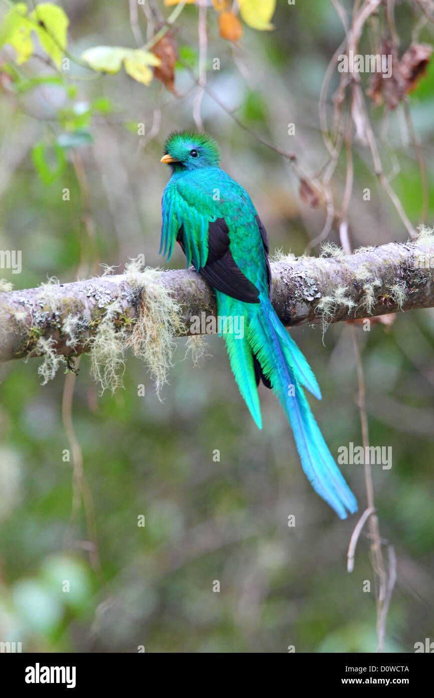 Voce maschile risplendente Quetzal Pharomachrus mocinno in Costa Rica Foto Stock