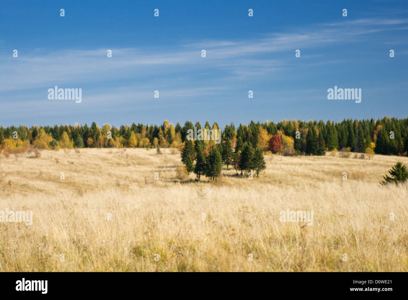 Bellissimo Legno di autunno in Siberia Foto Stock