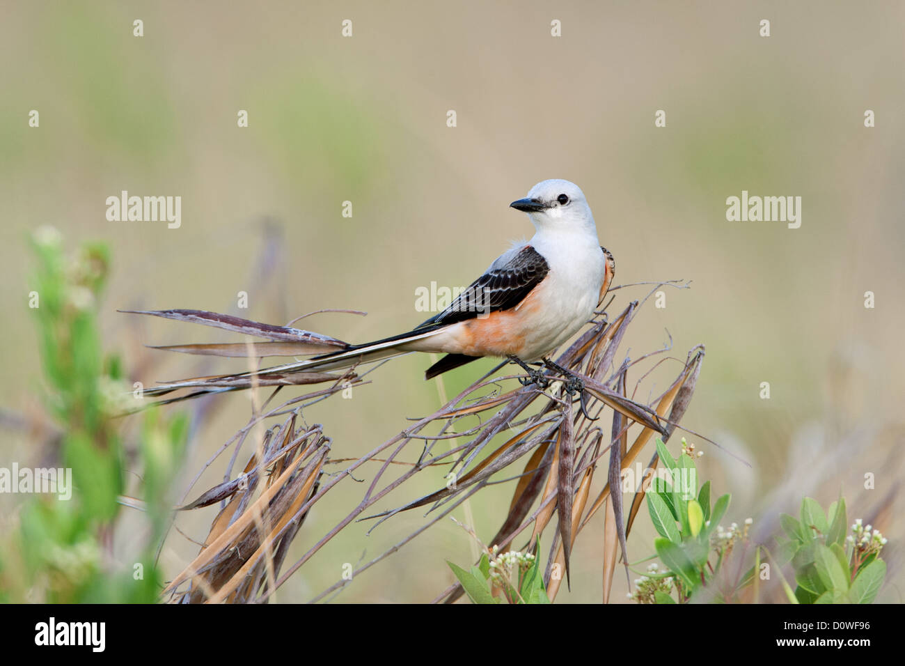 Flycatcher con coda a forbice e coda a forbice uccelli cinguettio songbirds Ornitologia Scienza natura natura natura ambiente flycatcher Foto Stock