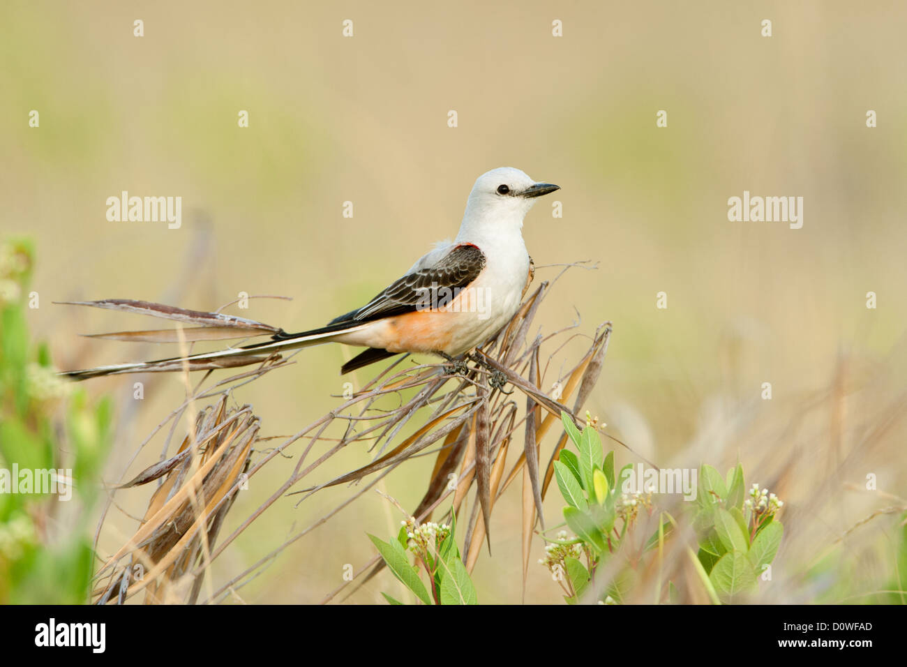 Flycatcher con coda a forbice e coda a forbice uccelli cinguettio songbirds Ornitologia Scienza natura natura natura ambiente flycatcher Foto Stock