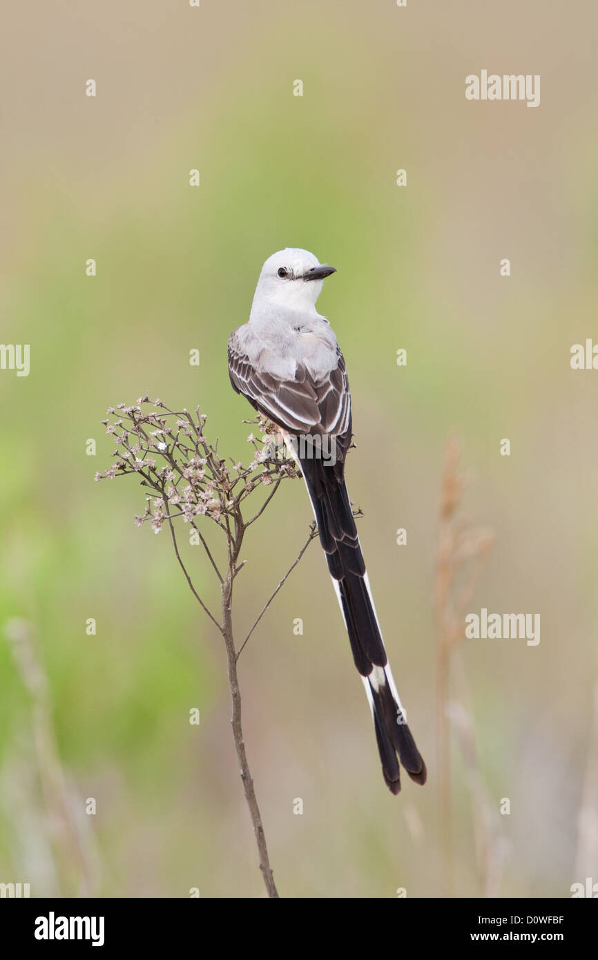 Forbice-coda Flycatcher perching uccelli songbird songbirds Ornitologia Scienza natura natura natura ambiente flycatchers verticale Foto Stock