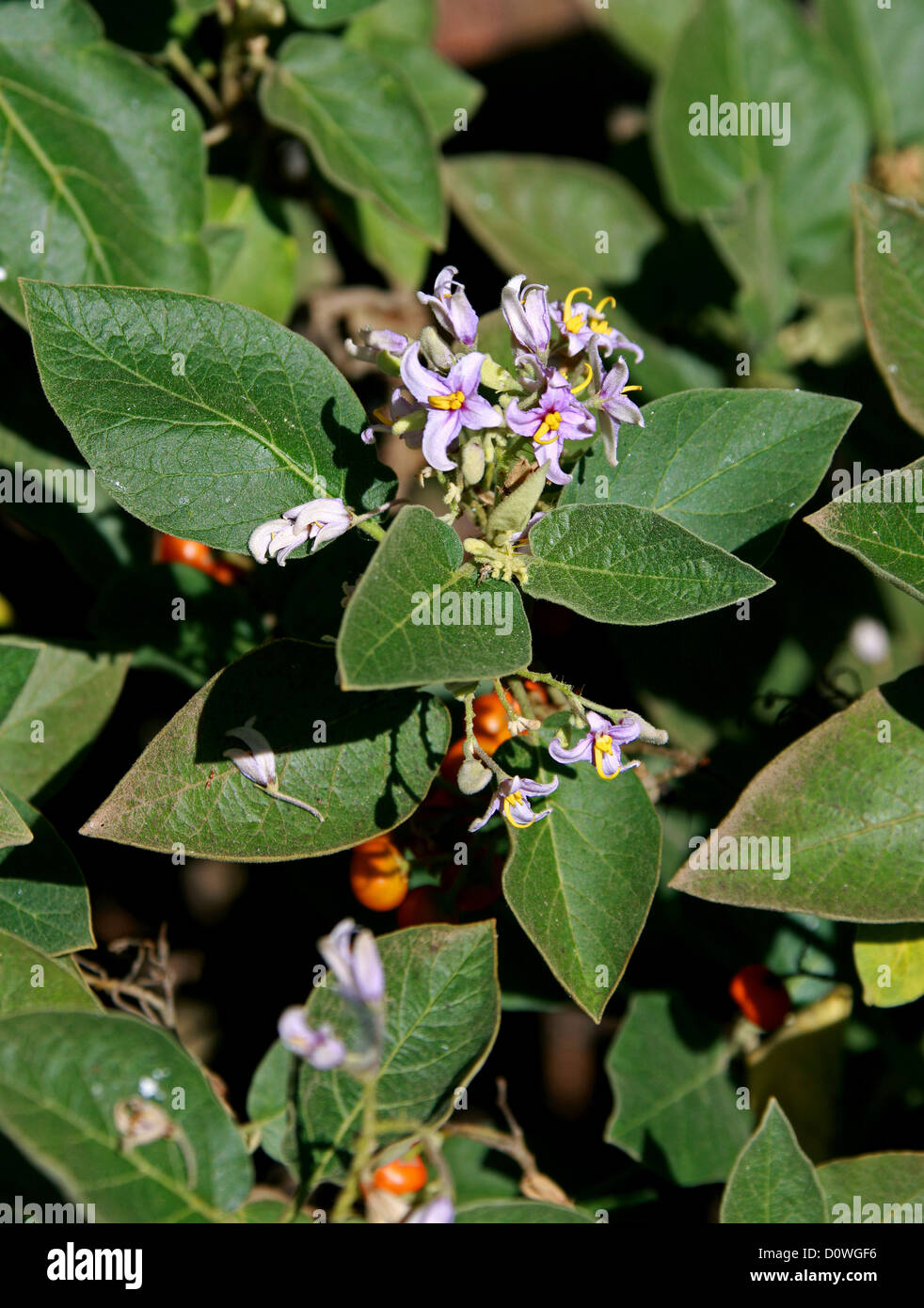 Tenerife Nightshade, Solanum vespertilio ss. vespertilio, solanacee. Pianta endemica di Tenerife, Isole Canarie. Foto Stock