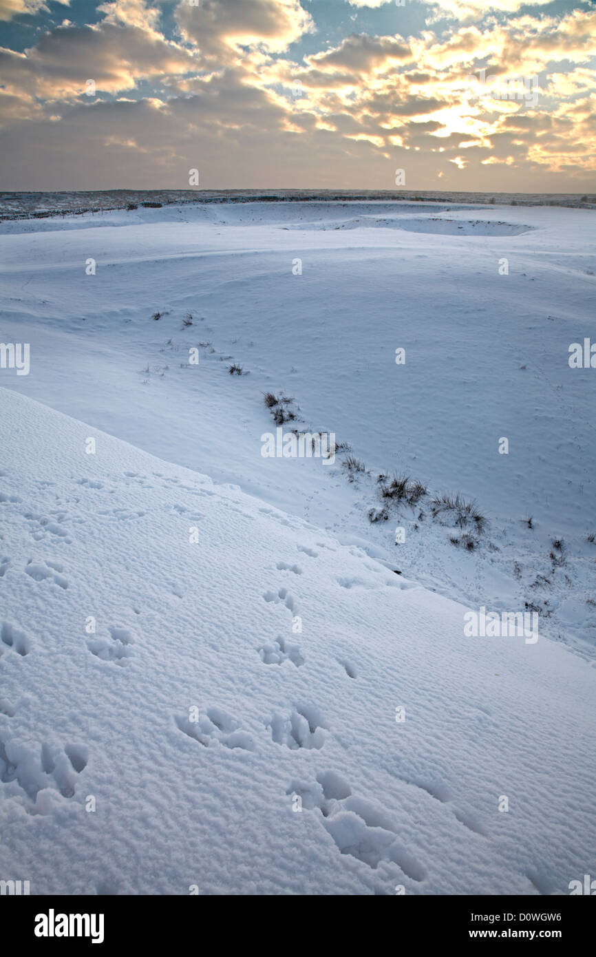 Footprint di coniglio dopo la nevicata nel Nidderdale, North Yorkshire, Foto Stock