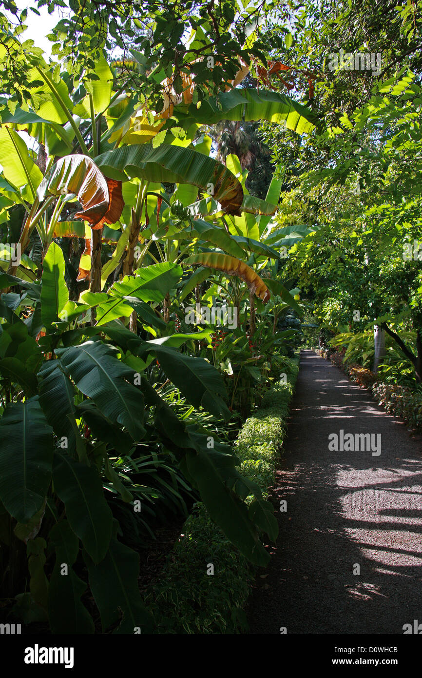 I Giardini Botanici (Jardín de Aclimatación de la Orotava). Puerto de la Cruz, Tenerife, Isole Canarie, Spagna. Foto Stock
